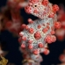 seahorse_pygmy_kbrnr2_v_0154_sul4939.jpg